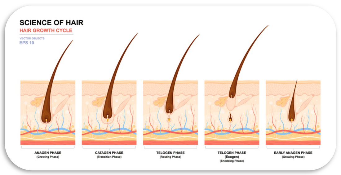 Understanding the Hair Growth Cycle